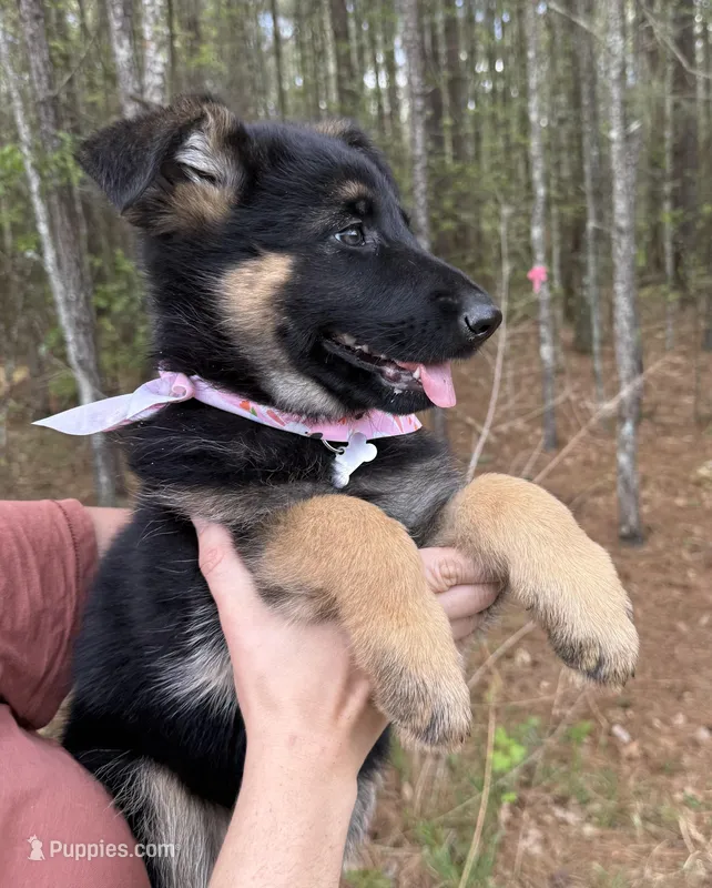 Susie – German Shepherd Dog puppy for sale in Suffolk, VA