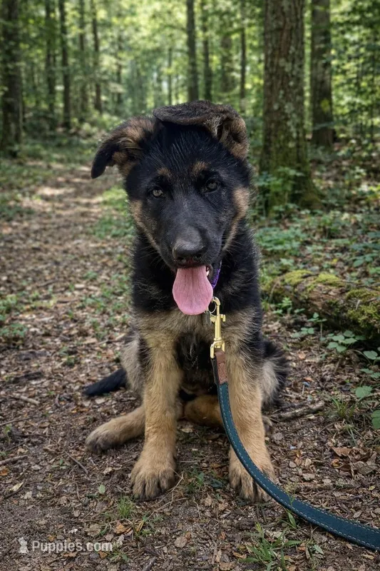 Susie – German Shepherd Dog puppy for sale in Suffolk, VA