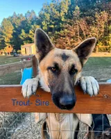 Susie, a female German Shepherd Dog for sale in Suffolk, VA – Photo 5 of 6
