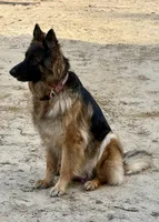 Susie, a female German Shepherd Dog for sale in Suffolk, VA – Photo 4 of 6