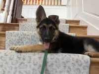 Willow, a female German Shepherd Dog for sale in Suffolk, VA – Photo 3 of 6