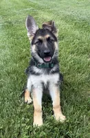 Willow, a female German Shepherd Dog for sale in Suffolk, VA – Photo 2 of 6