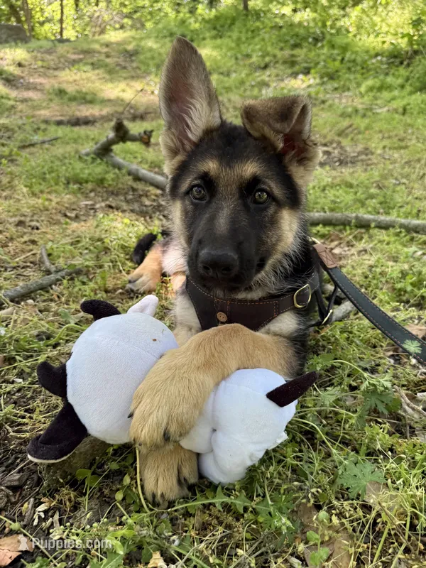 Willow – German Shepherd Dog puppy for sale in Suffolk, VA