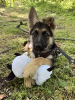 Willow, a female German Shepherd Dog for sale in Suffolk, VA – Photo 1 of 6