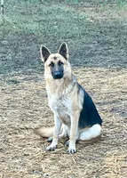 Willow, a male German Shepherd Dog for sale in Suffolk, VA – Photo 4 of 5