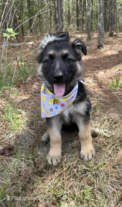 Willow – German Shepherd Dog puppy for sale in Suffolk, VA