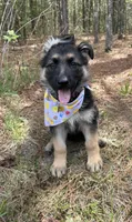 Willow, a male German Shepherd Dog for sale in Suffolk, VA – Photo 1 of 5