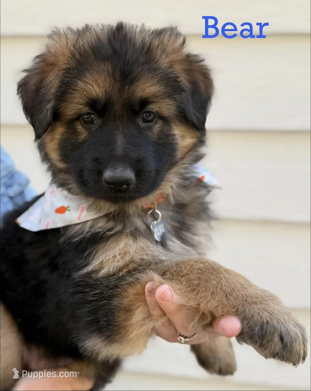 Bear – German Shepherd Dog puppy for sale in Suffolk, VA