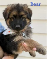 Bear, a male German Shepherd Dog for sale in Suffolk, VA – Photo 1 of 6