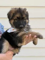 Bear, a male German Shepherd Dog for sale in Suffolk, VA – Photo 2 of 6