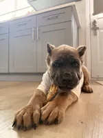 Zula , a female Cane Corso for sale in Seattle, WA – Photo 3 of 9