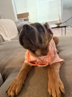 Zula , a female Cane Corso for sale in Seattle, WA – Photo 6 of 9