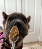 Zula , a female Cane Corso for sale in Seattle, WA – Photo 4 of 9