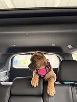 Zula , a female Cane Corso for sale in Seattle, WA – Photo 2 of 9