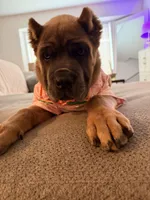 Zula , a female Cane Corso for sale in Seattle, WA – Photo 8 of 9