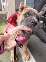 Zula , a female Cane Corso for sale in Seattle, WA – Photo 5 of 9