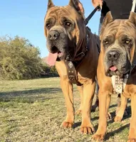 Zula , a female Cane Corso for sale in Seattle, WA – Photo 9 of 9
