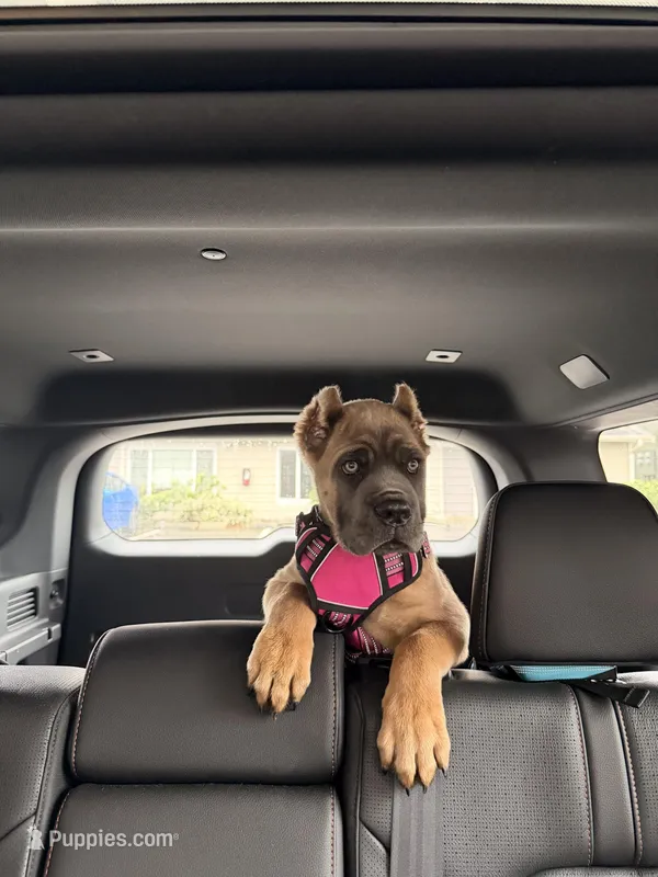 Zula  – Cane Corso puppy for sale in Seattle, WA