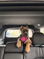 Zula , a female Cane Corso for sale in Seattle, WA – Photo 1 of 9