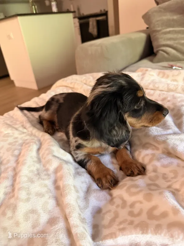 nirvana  – Miniature Dachshund puppy for sale in Portland, OR