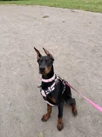 Prada , a female Doberman Pinscher for sale in Seattle, WA – 2 of 2