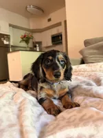 nirvana , a female Miniature Dachshund for sale in Portland, OR – 2 of 2