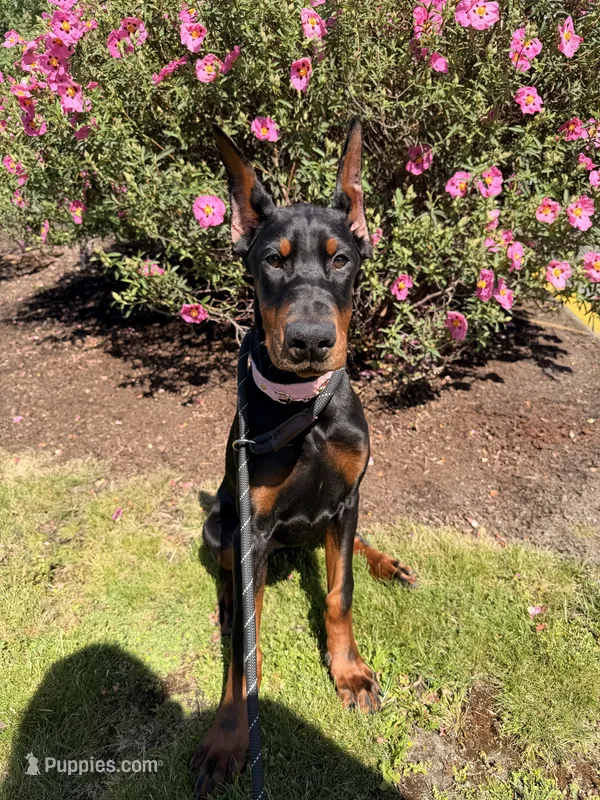 Prada  – Doberman Pinscher puppy for sale in Seattle, WA