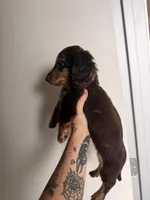 River , a male Miniature Dachshund for sale in Seattle, WA – Photo 2 of 3