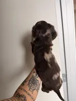 River , a male Miniature Dachshund for sale in Seattle, WA – Photo 3 of 3