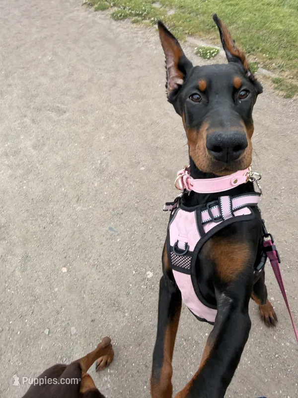 Prada , a female Doberman Pinscher for sale in Seattle, WA – 1 of 2
