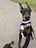 Prada , a female Doberman Pinscher for sale in Seattle, WA – 1 of 2