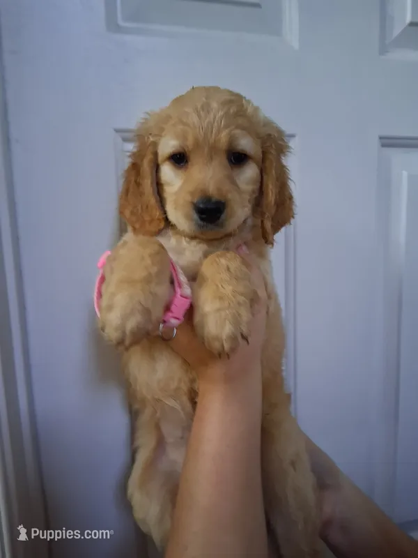 Light Pink – Goldendoodle puppy for sale in Pembroke Pines, FL