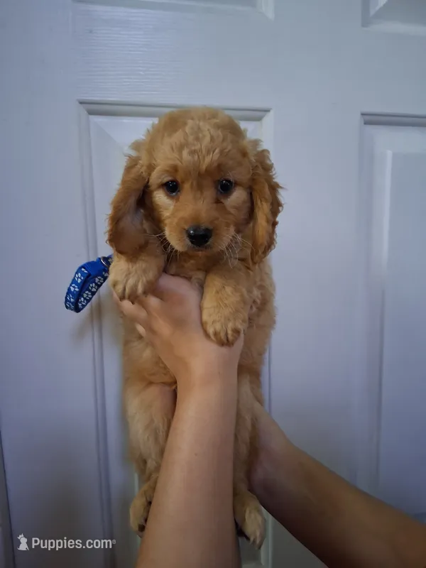 Dark Blue – Goldendoodle puppy for sale in Pembroke Pines, FL