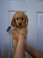 Dark Blue, a male Goldendoodle for sale in Pembroke Pines, FL – 1 of 1
