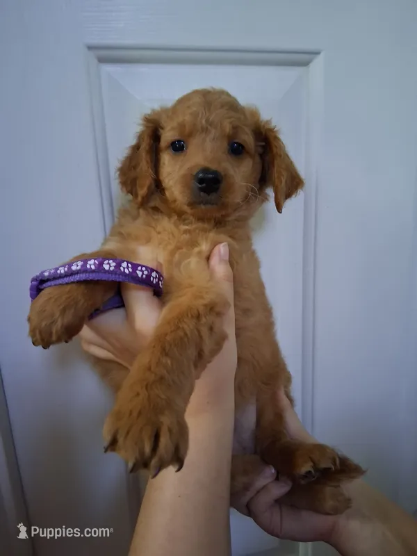 Purple  – Goldendoodle puppy for sale in Pembroke Pines, FL