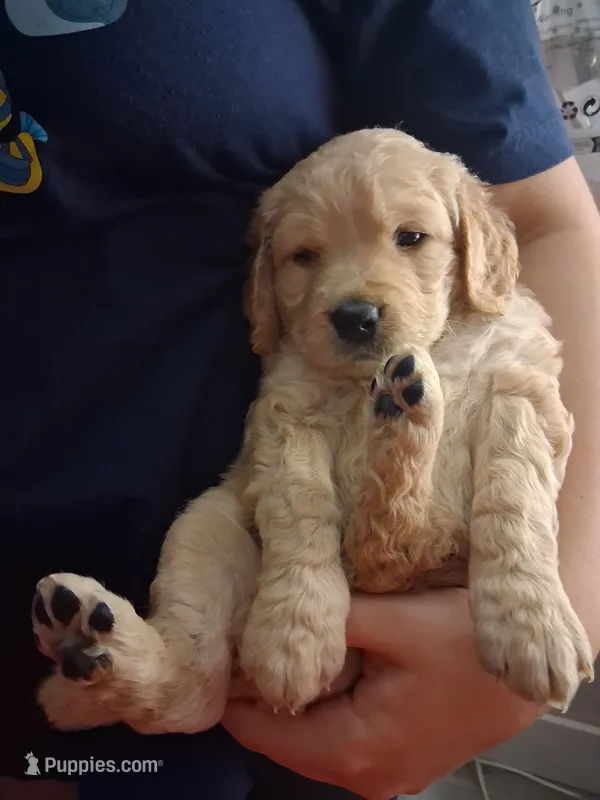 Light Pink Coller – Goldendoodle puppy for sale in Pembroke Pines, FL