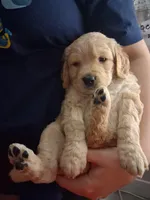 Light Pink Coller, a female Goldendoodle for sale in Pembroke Pines, FL – 1 of 1