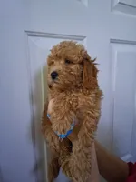 Light blue, a male Goldendoodle for sale in Pembroke Pines, FL – 1 of 1