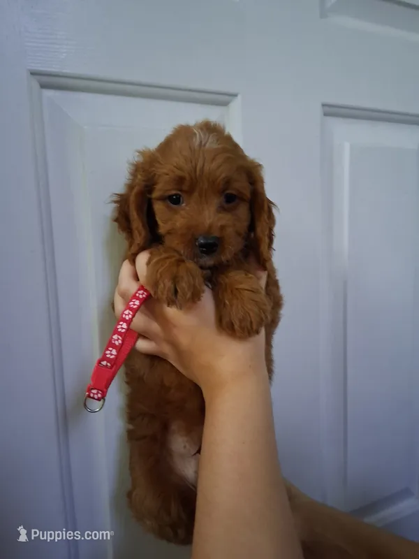 Red – Goldendoodle puppy for sale in Pembroke Pines, FL