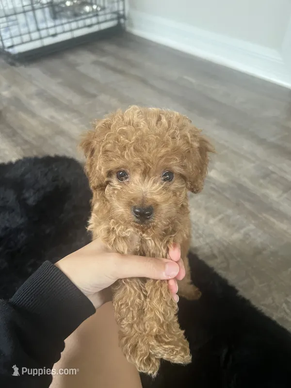milo  – Poodle - Toy  puppy for sale in Pinellas Park, FL