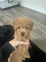 milo , a male Poodle - Toy  for sale in Pinellas Park, FL – 1 of 4