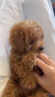 milo , a male Poodle - Toy  for sale in Pinellas Park, FL – 3 of 4