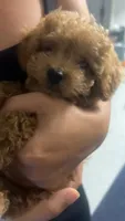 milo , a male Poodle - Toy  for sale in Pinellas Park, FL – 4 of 4