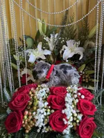 processed/109ffb77-35b3-4636-b27f-51a1041b7486/listing/3b630d9b-73b5-4f5b-b35a-9e14b66a6f87/b9d4520a-adb4-4515-80a3-8b5e0ca74485