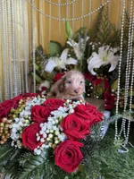 processed/109ffb77-35b3-4636-b27f-51a1041b7486/listing/a8372a71-9110-441c-96fa-d15e44cb3ac0/d48cf032-117e-4ccc-bc5c-748a1b8770ca