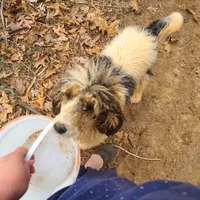 Peanut - Moyen, a female Poodle - Standard  for sale in Bedford, VA – Photo 8 of 10