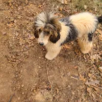 Peanut - Moyen, a female Poodle - Standard  for sale in Bedford, VA – Photo 7 of 10