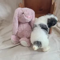 Peanut - Moyen, a female Poodle - Standard  for sale in Bedford, VA – Photo 5 of 10