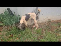 Peanut - Moyen, a female Poodle - Standard  for sale in Bedford, VA – Photo 10 of 10