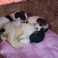 Peanut - Moyen, a female Poodle - Standard  for sale in Bedford, VA – Photo 4 of 10